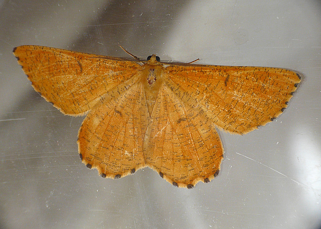 Orange Moth