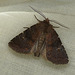 Brown Rustic Moth