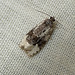 Apotomis turbidana Moth