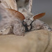 Pale Tussock Moth Face