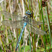 Emperor Dragonfly -Male Side