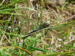 Emperor Dragonfly -Male with Lunch 1