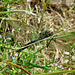 Emperor Dragonfly -Male with Lunch 1