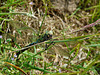 Emperor Dragonfly -Male with Lunch 2