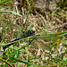 Emperor Dragonfly -Male with Lunch 2
