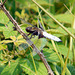 Broad Bodied Chaser -Male