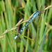 Common Blue Damselfly -Male