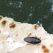 Bug on a chapati
