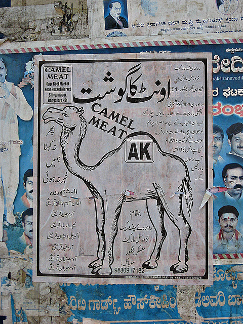 Camel meat