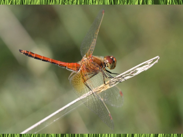 Dragonfly Dragonfly