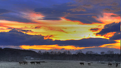 Time for the cows to come home - OTT HDR 3940603720 o