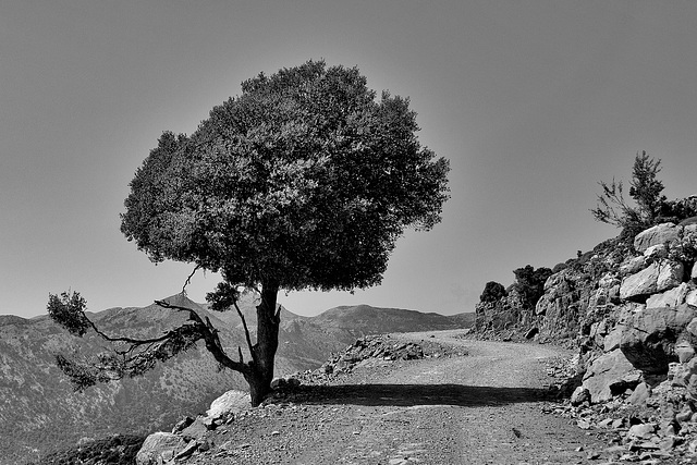 Lonesome Tree - 1