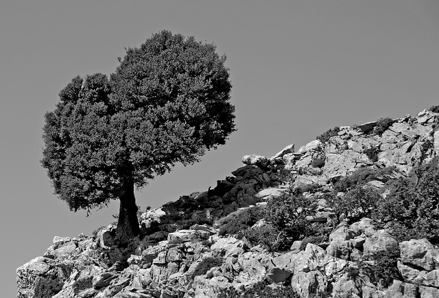 Lonesome Tree - 2