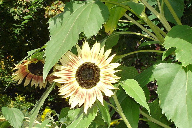 DSC05375 Sonnenblumen