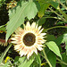 DSC05375 Sonnenblumen