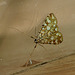 Brown China-mark Moth