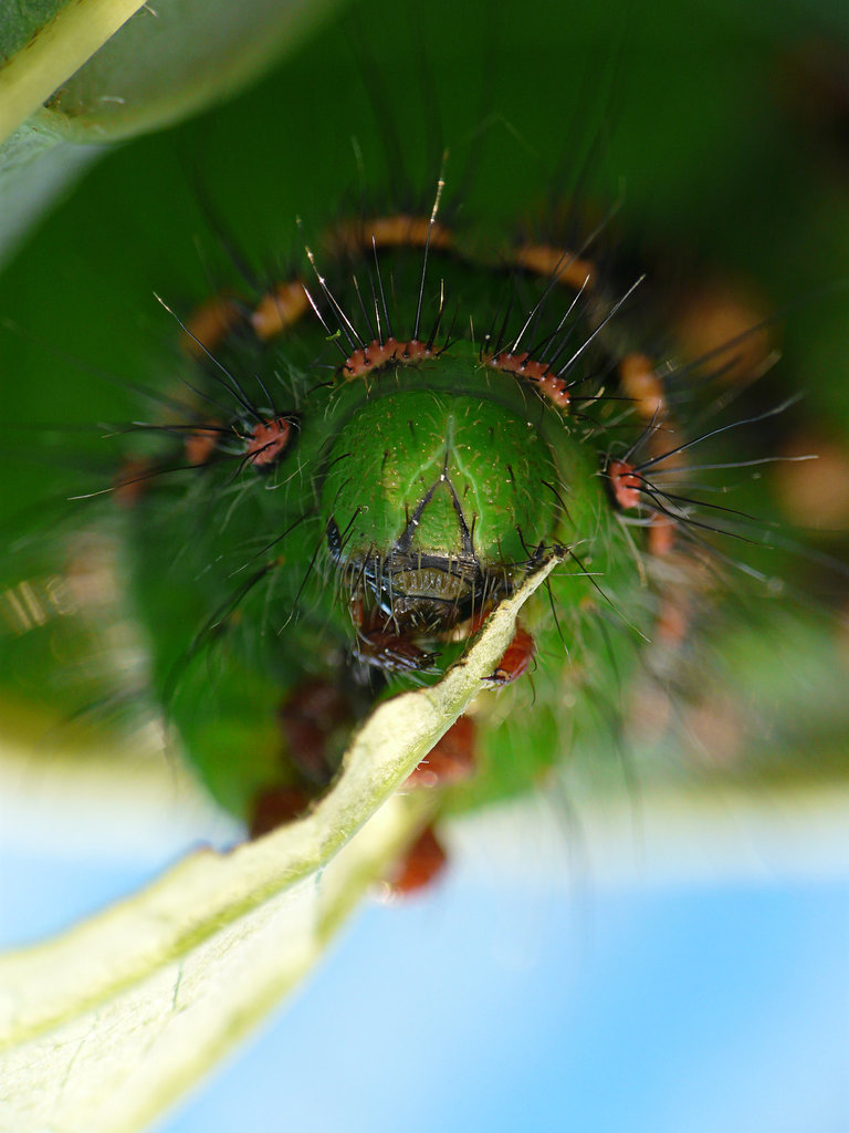 Emperor Moth Caterpillar -Bertha