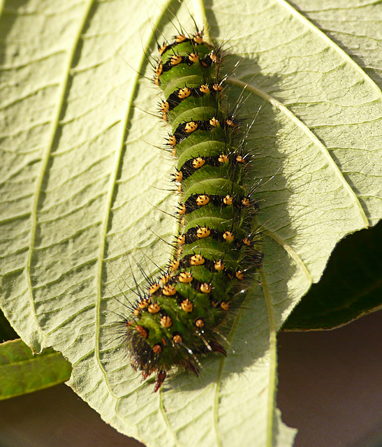 Emperor Moth Caterpillar - Bert