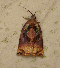 Large Fruit-tree Tortrix Moth