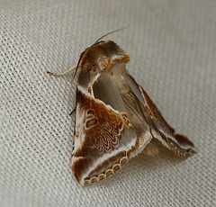 Buff Arches Moth Side