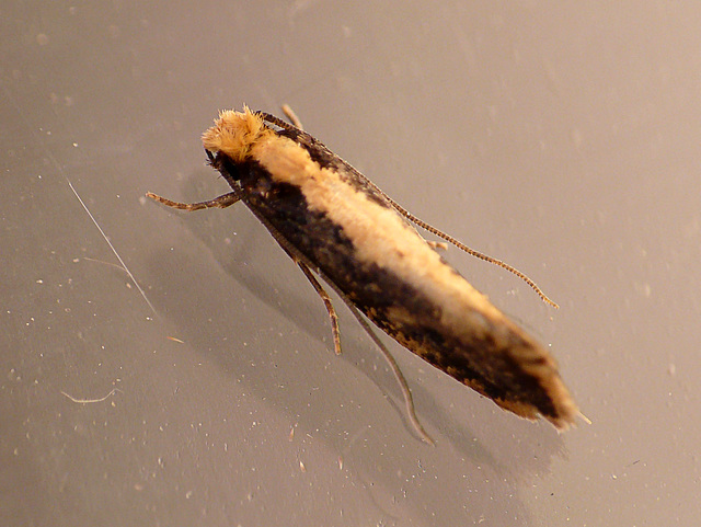 Monopis obviella Moth