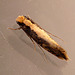 Monopis obviella Moth