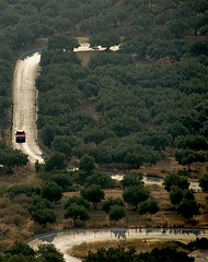 The olive grove road