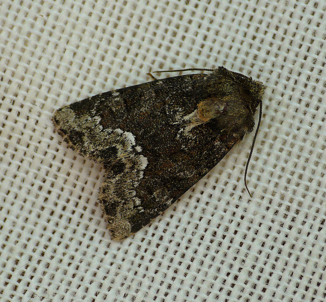 Marbled Minor Moth