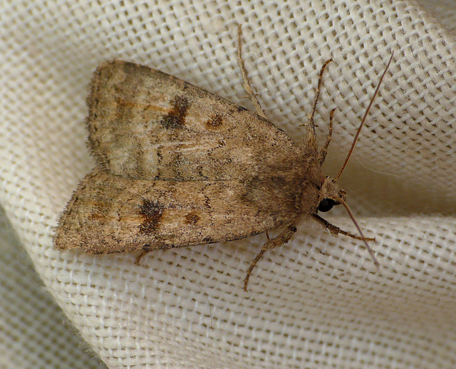 Mottled Rustic Moth