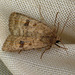 Mottled Rustic Moth