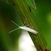 Coleophora striatipennella Moth