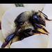 Bumble Bee on Crocus