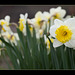 Daffodils in My Garden