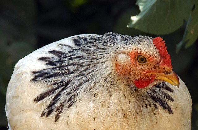 Chicken Chicken