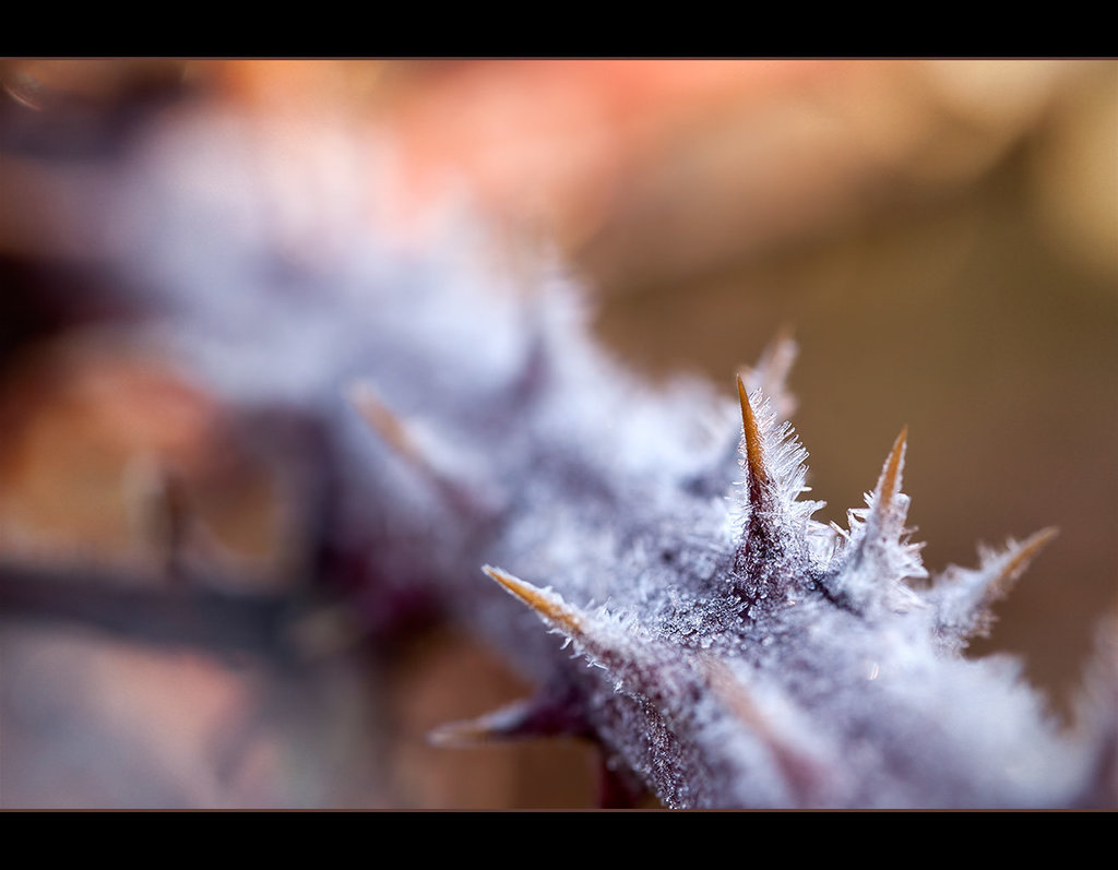 Frosted Thorns