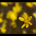 Oregon Sunshine Blossom