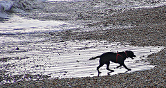 Hound on the sand