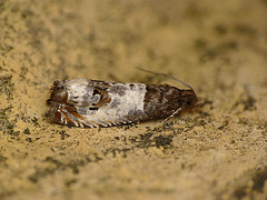 Epiblema rosaecolana Moth