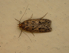 Brown House-moth
