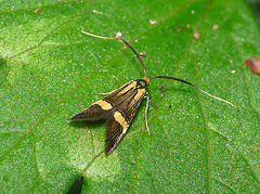 Nemophora degeerella Female