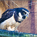 Spectacled Owl - Marwell Zoo TalkPhotography Meet