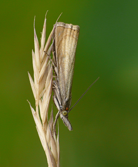 Chrysoteuchia culmella Moth