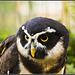 Spectacled Owl - Marwell Zoo TalkPhotography Meet