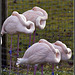 Flamingos - Marwell Zoo TalkPhotography Meet