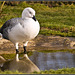 Goose (?) - Marwell Zoo TalkPhotography Meet