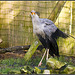 Secretary Bird - Marwell Zoo TalkPhotography Meet