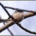 Long Tailed Tit in the garden