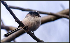Long Tailed Tit in the garden