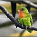 Peach Faced Lovebird Marwell Zoo Talkphotography Meet