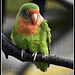 Peach Faced Lovebird Marwell Zoo Talkphotography Meet